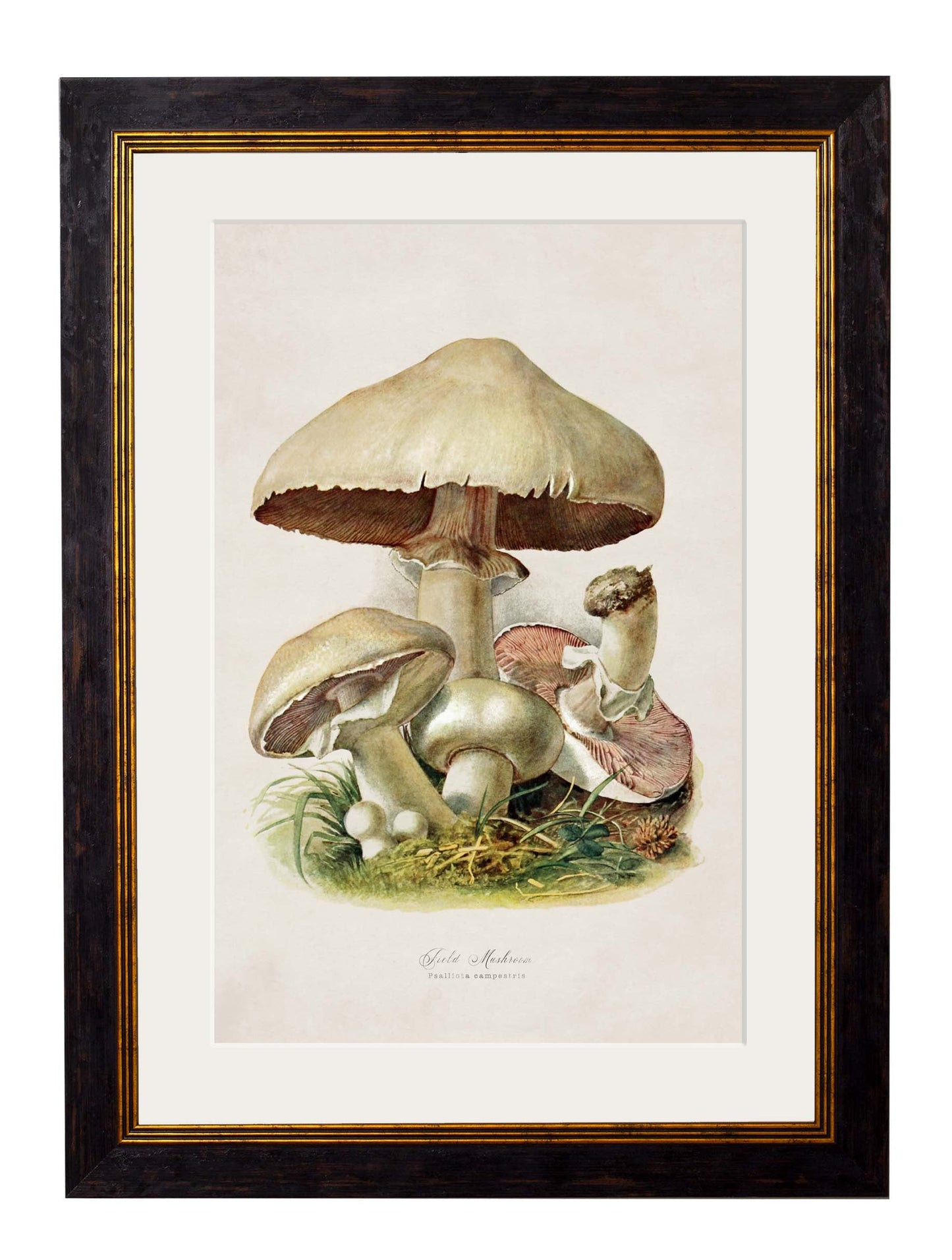 c.1913 Edible Mushrooms styled view – Leya Buster Interiors