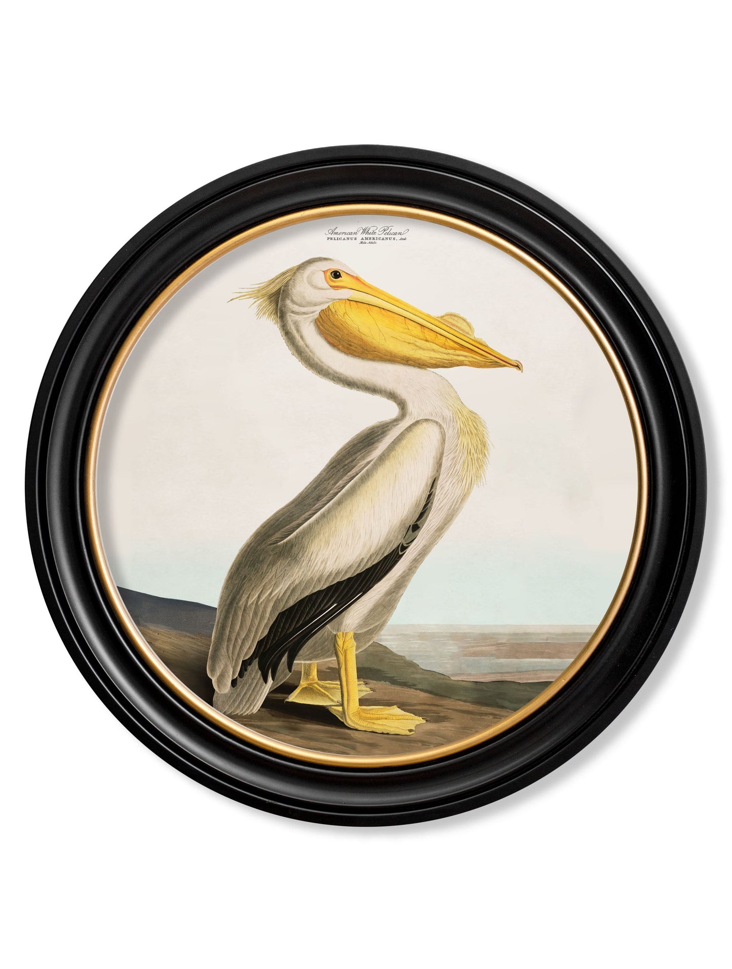 c.1838 Audubon's Pelican – Light – Round Frame detail – Leya Buster Interiors