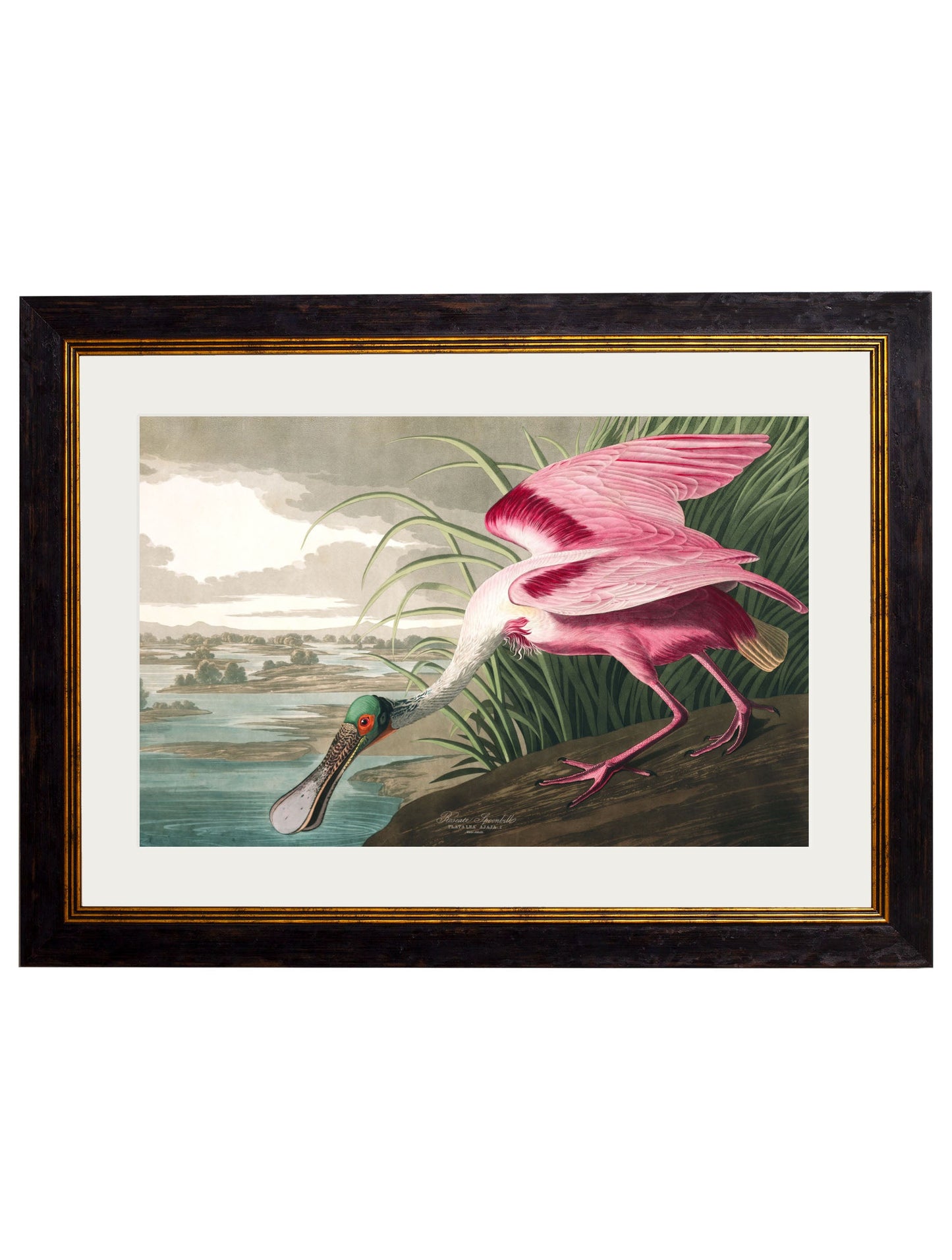c.1838 Audubon's Birds of America styled view – Leya Buster Interiors