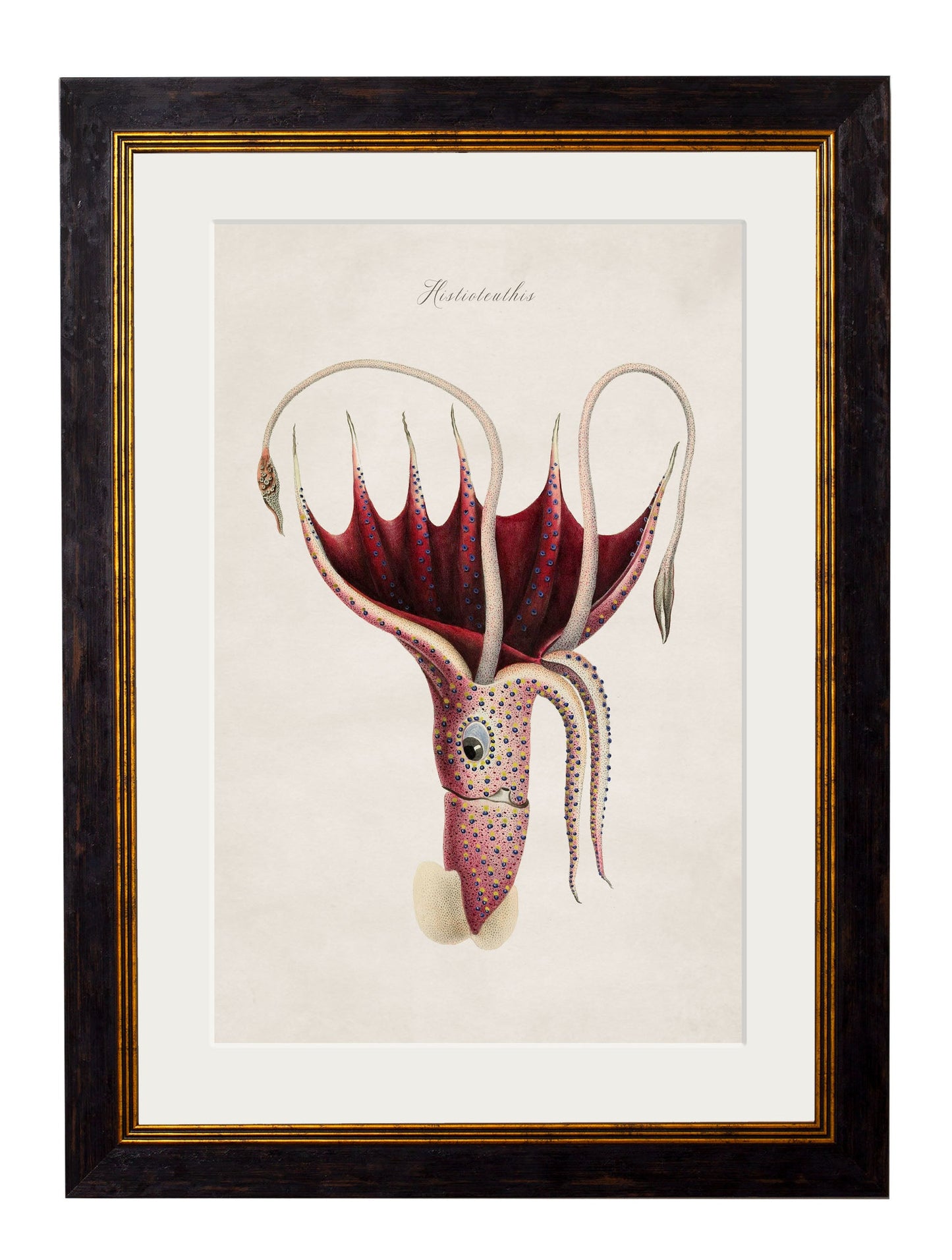 c.1876 Collection of Marine Animals styled view – Leya Buster Interiors