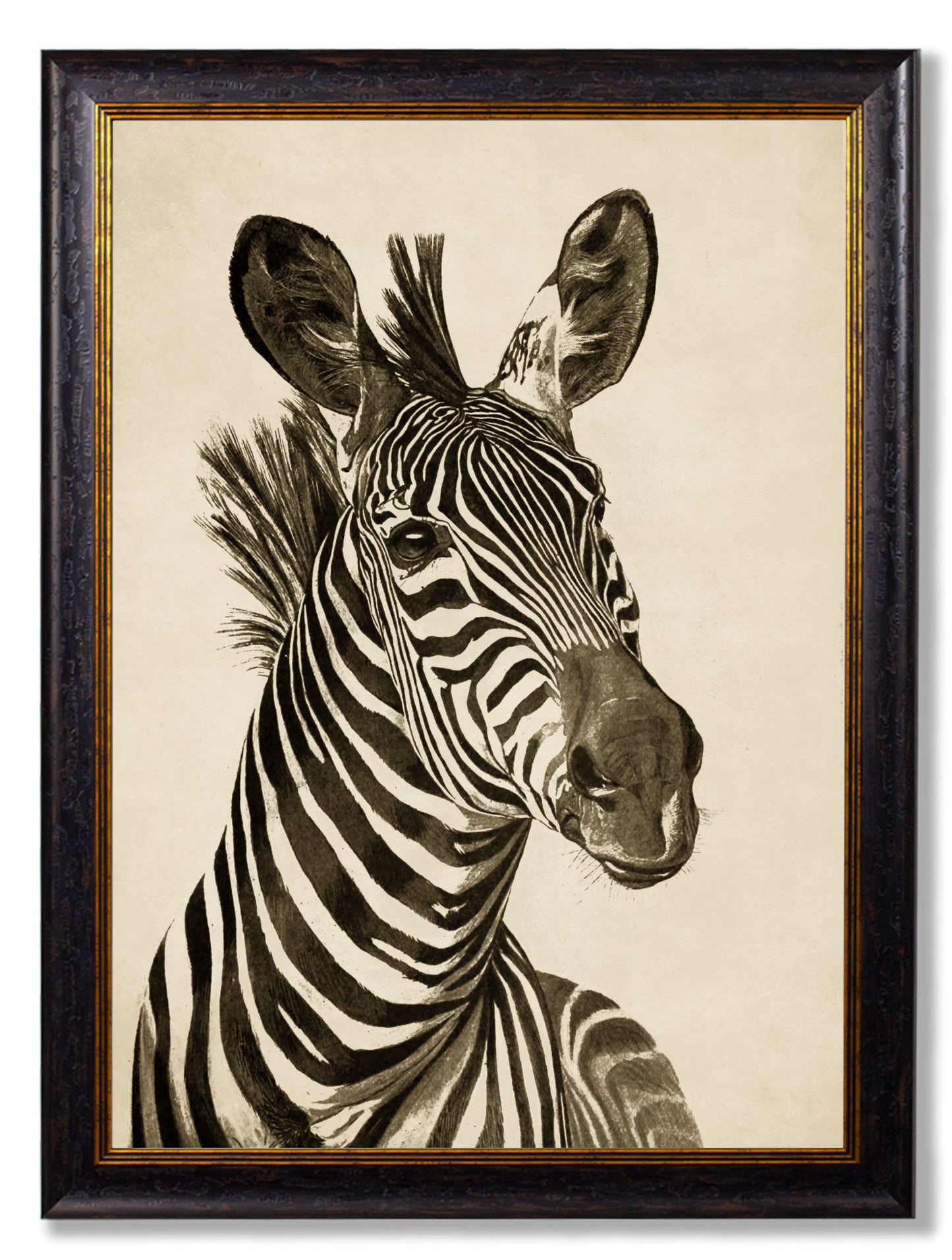 c1890 Zebra Illustrations – Dark styled view – Leya Buster Interiors