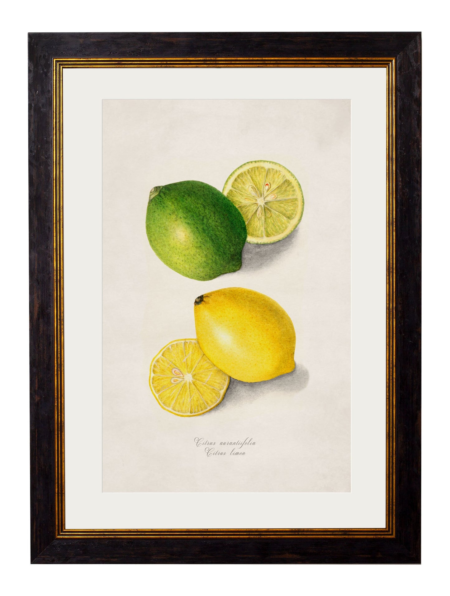 c.1886 Study of Citrus Fruit styled view – Leya Buster Interiors