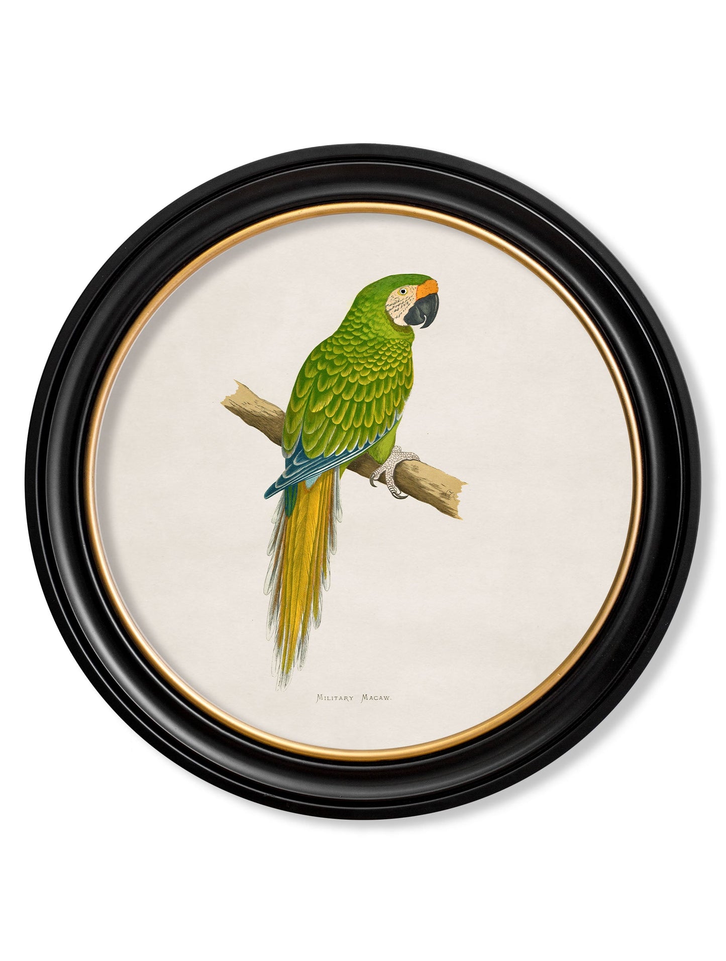C.1884 Collection of Macaws in Round Frames styled view – Leya Buster Interiors