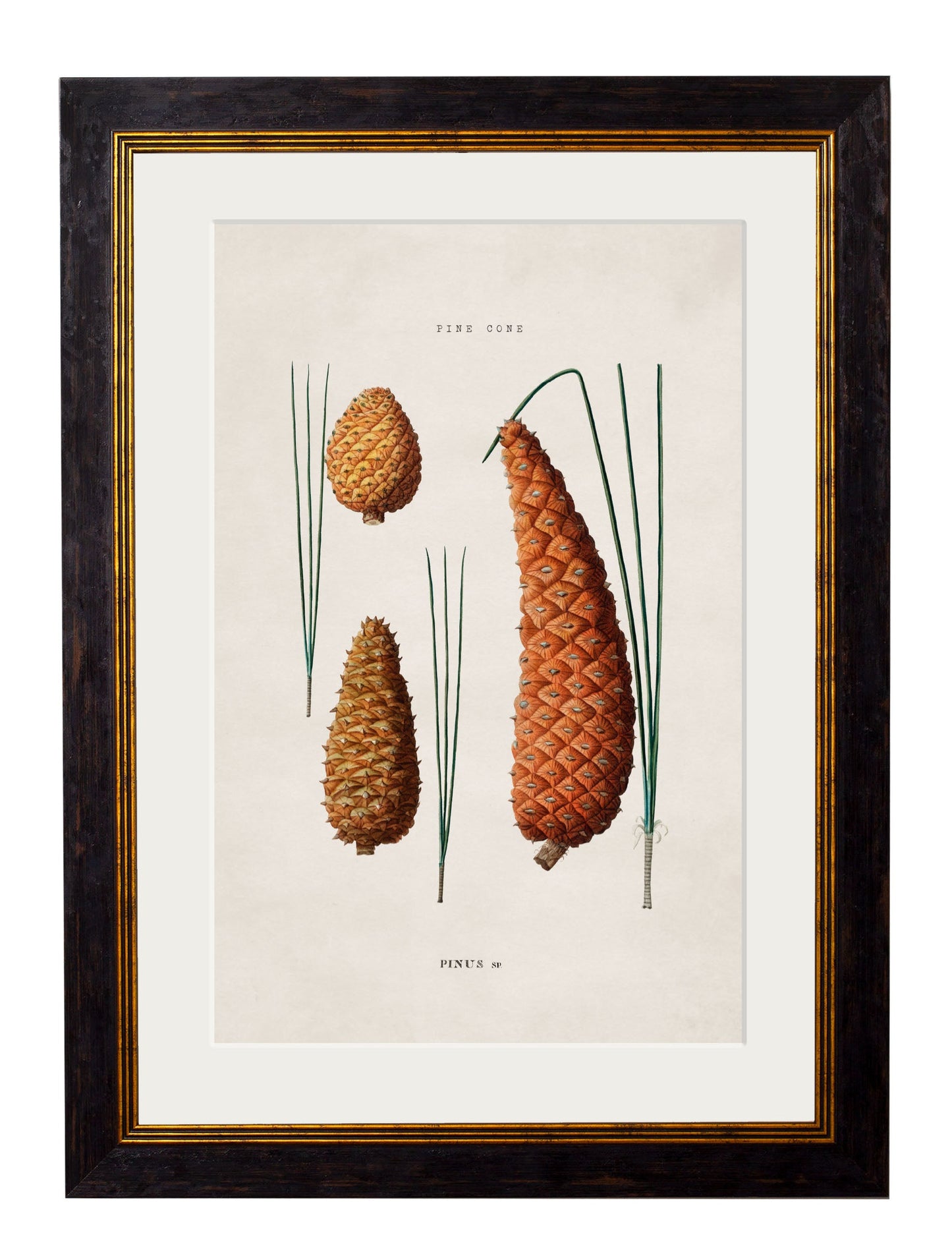 c.1819 Study of British Leaves and Pinecones styled view – Leya Buster Interiors
