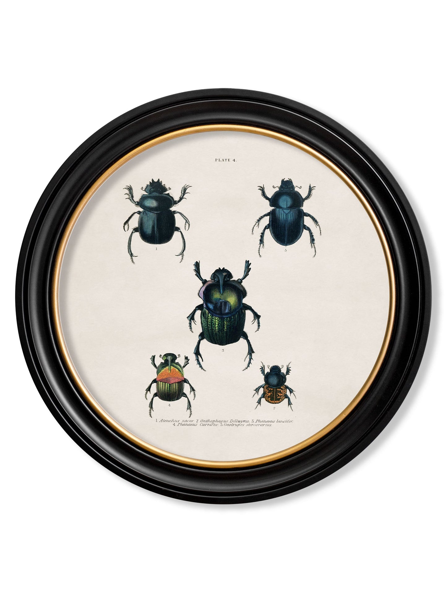 c.1836 Beetle Plates – Round Frame styled view – Leya Buster Interiors