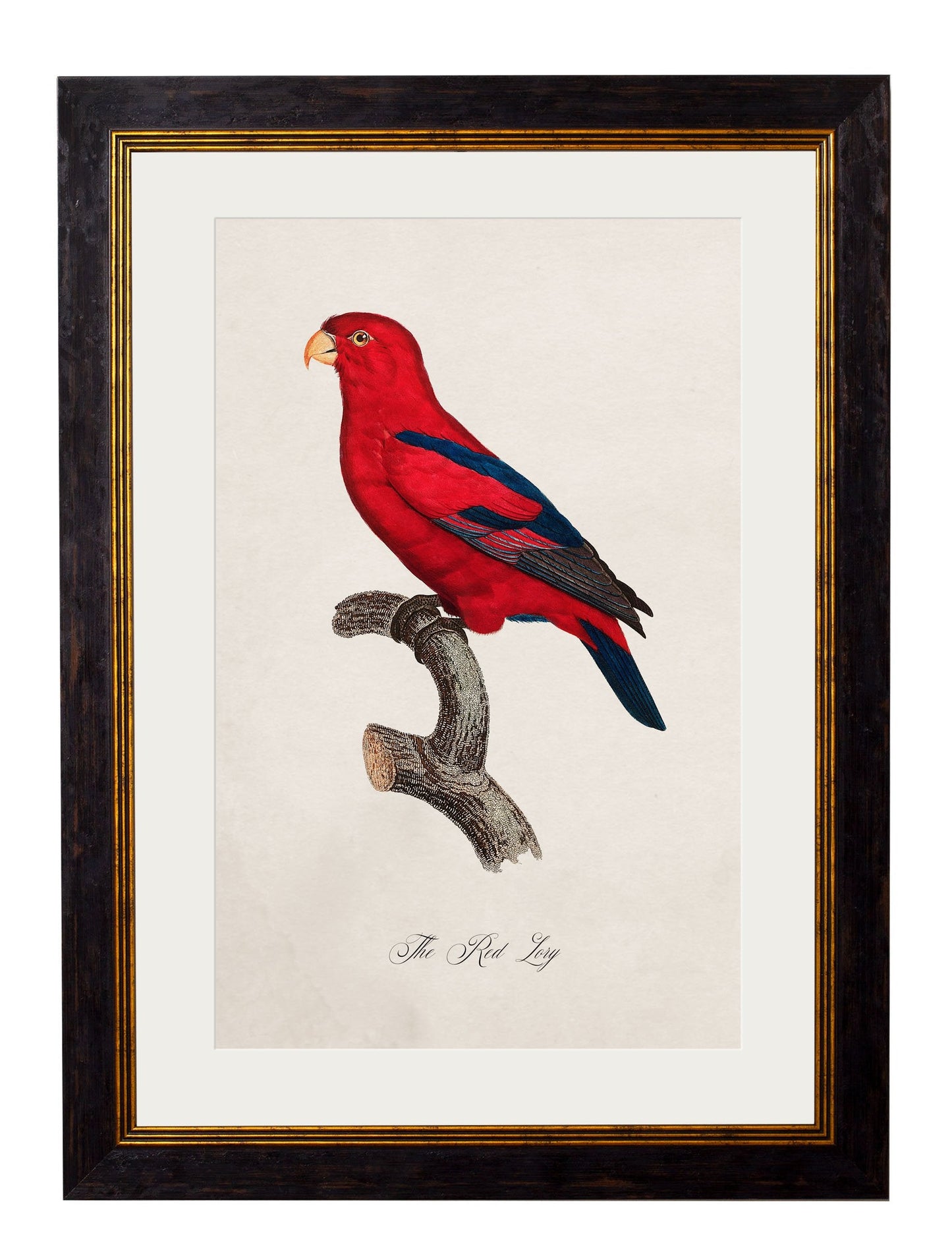 C.1800's Collection of Parrots styled view – Leya Buster Interiors