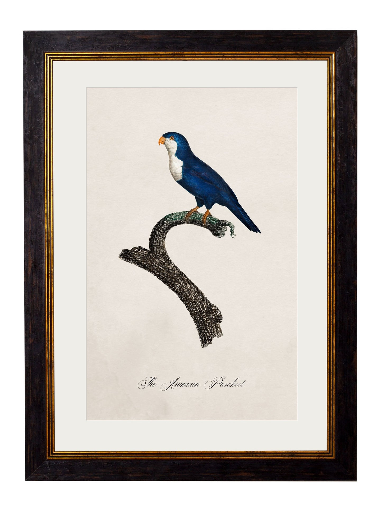 C.1800's Collection of Parrots styled view – Leya Buster Interiors