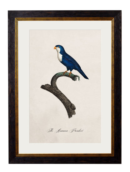 C.1800's Collection of Parrots styled view – Leya Buster Interiors
