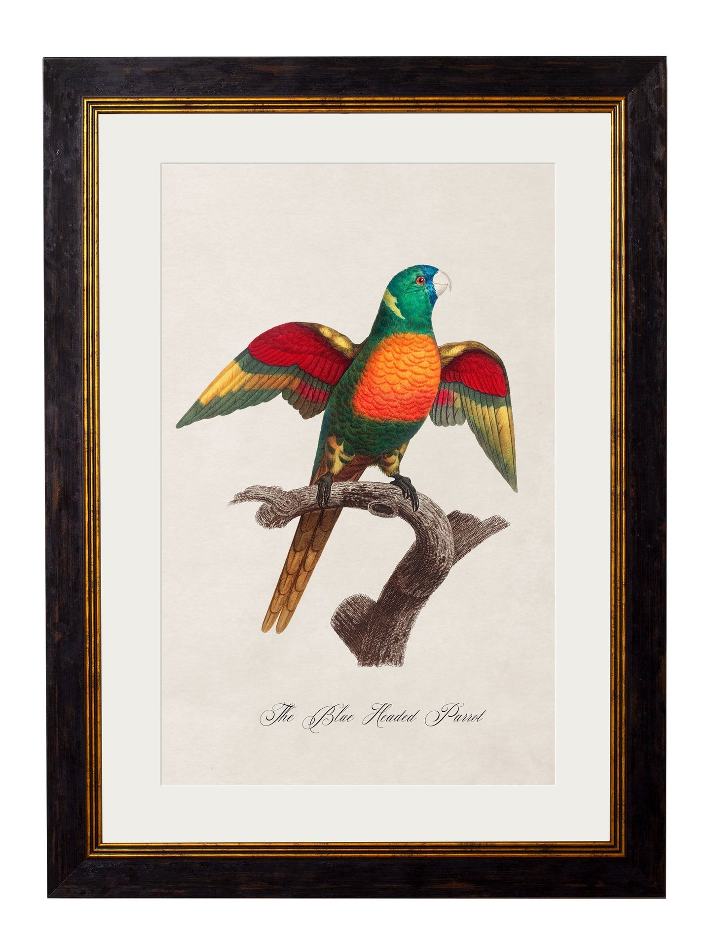 C.1800's Collection of Parrots styled view – Leya Buster Interiors