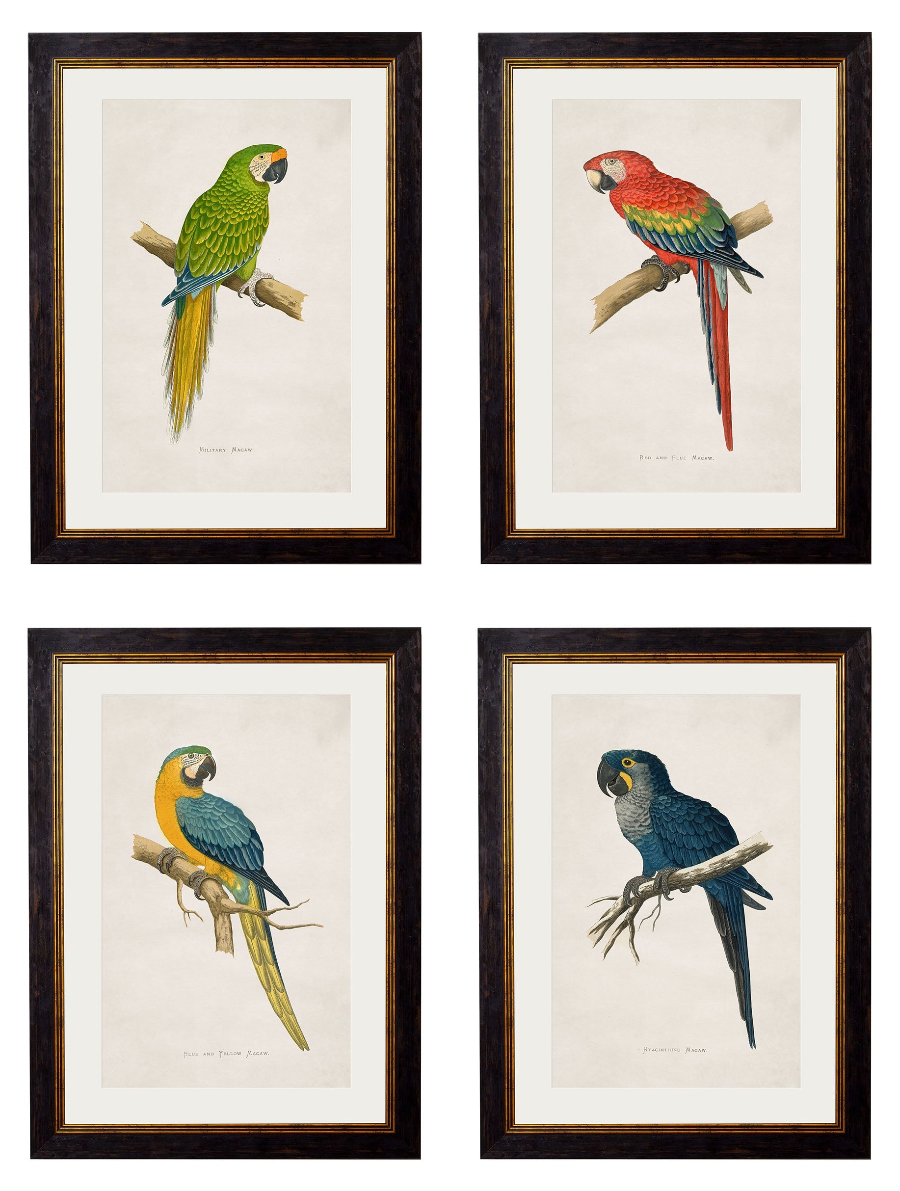 c.1884 Macaws detail – Leya Buster Interiors
