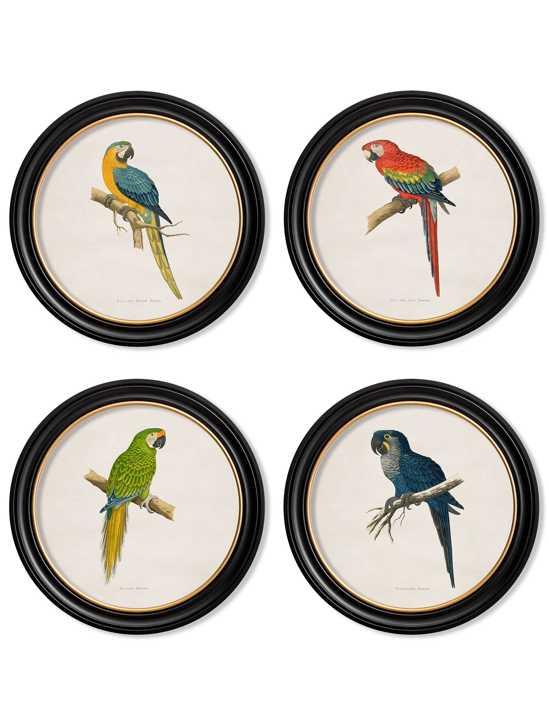 C.1884 Collection of Macaws in Round Frames detail – Leya Buster Interiors