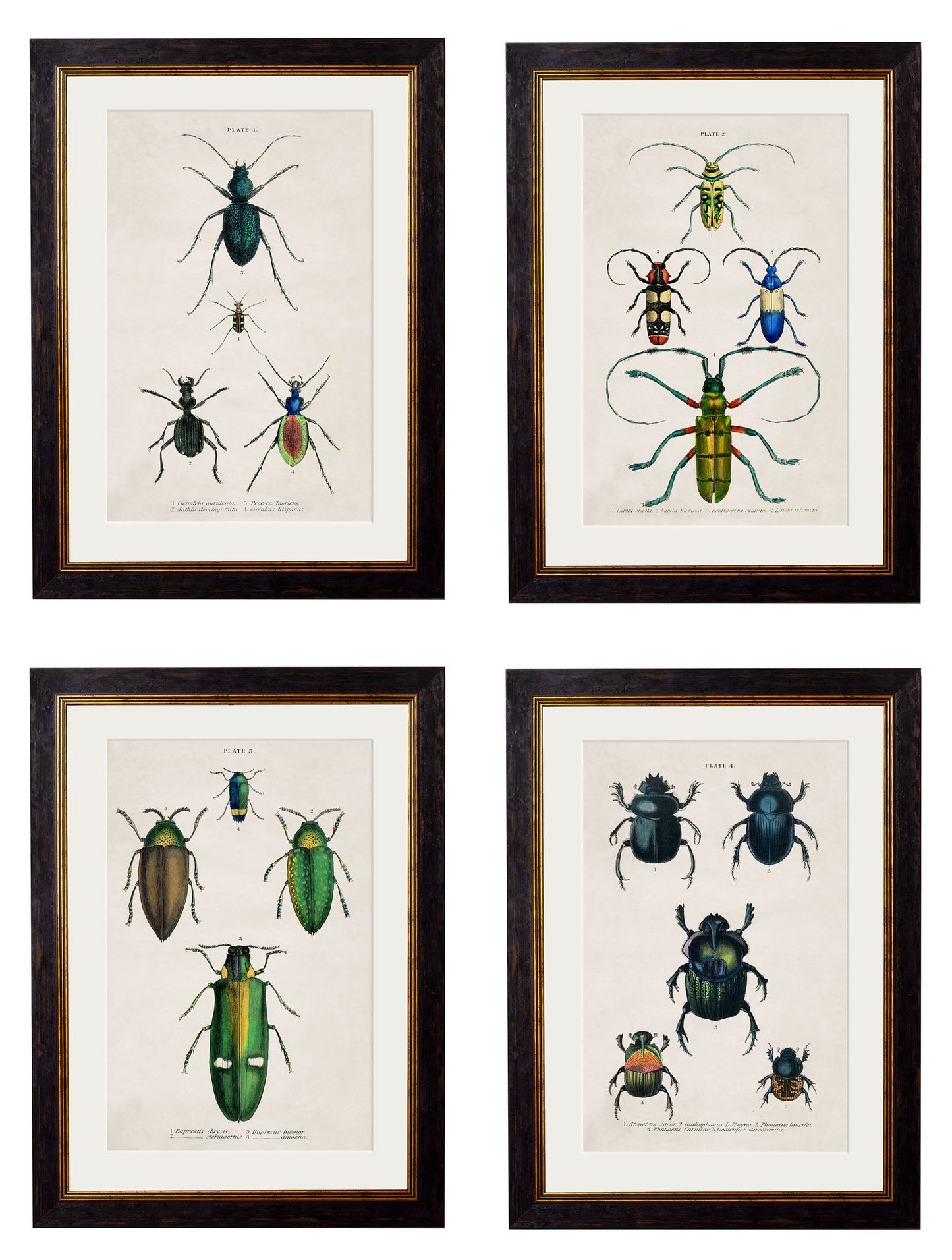 c.1836 Studies of Beetles detail – Leya Buster Interiors