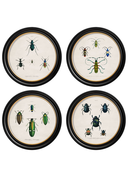 c.1836 Beetle Plates – Round Frame detail – Leya Buster Interiors