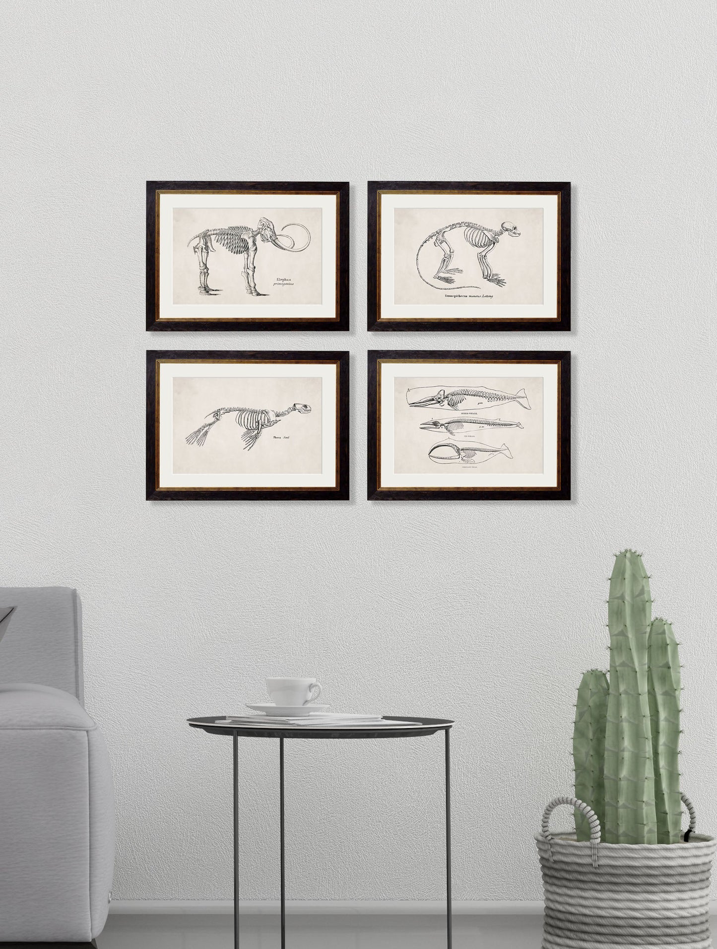 c.1870 Anatomical Skeletons – framed wall art at Leya Buster Interiors