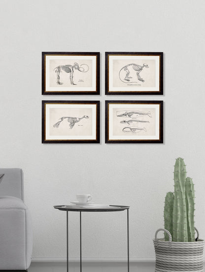 c.1870 Anatomical Skeletons – framed wall art at Leya Buster Interiors