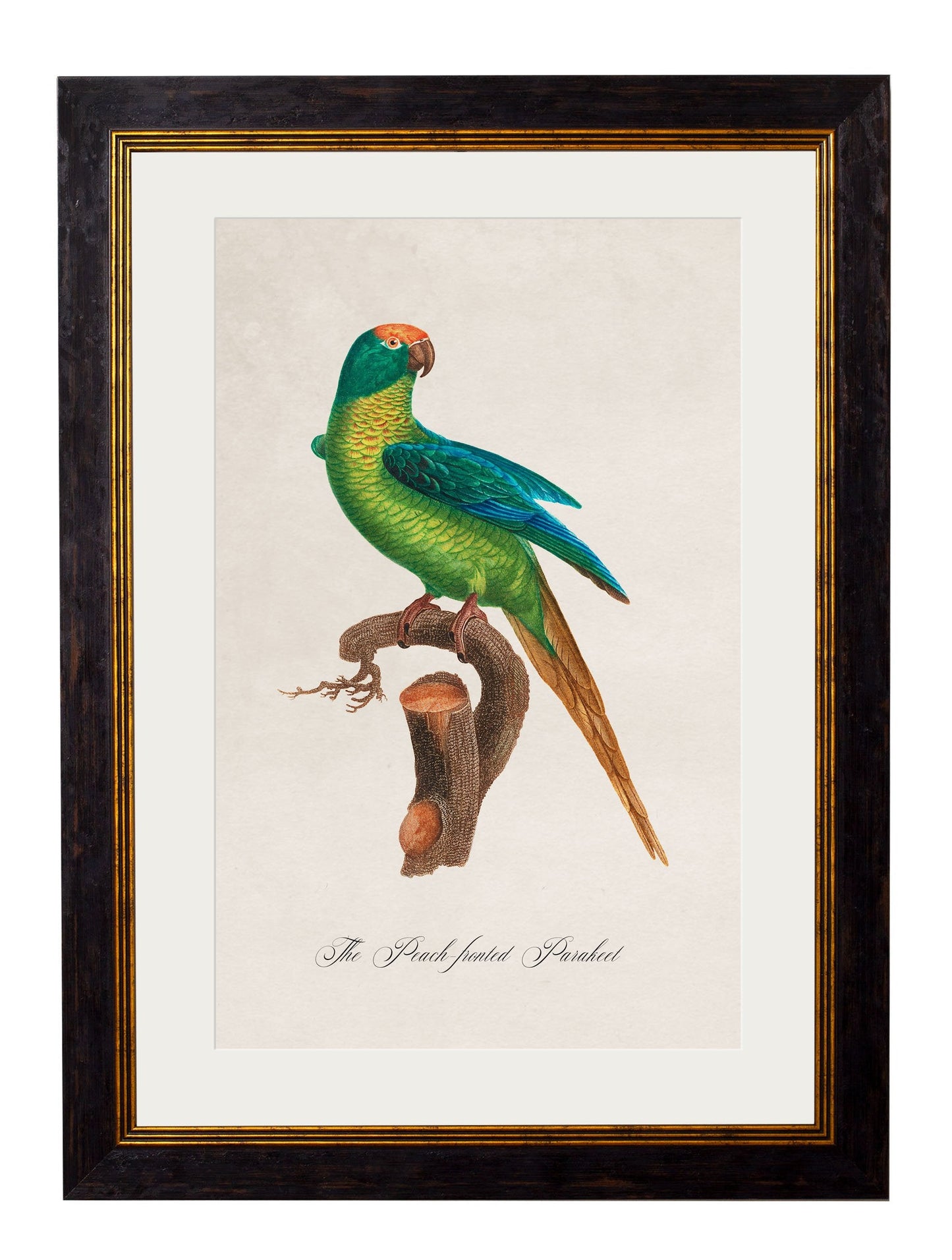 C.1800's Collection of Parrots styled view – Leya Buster Interiors