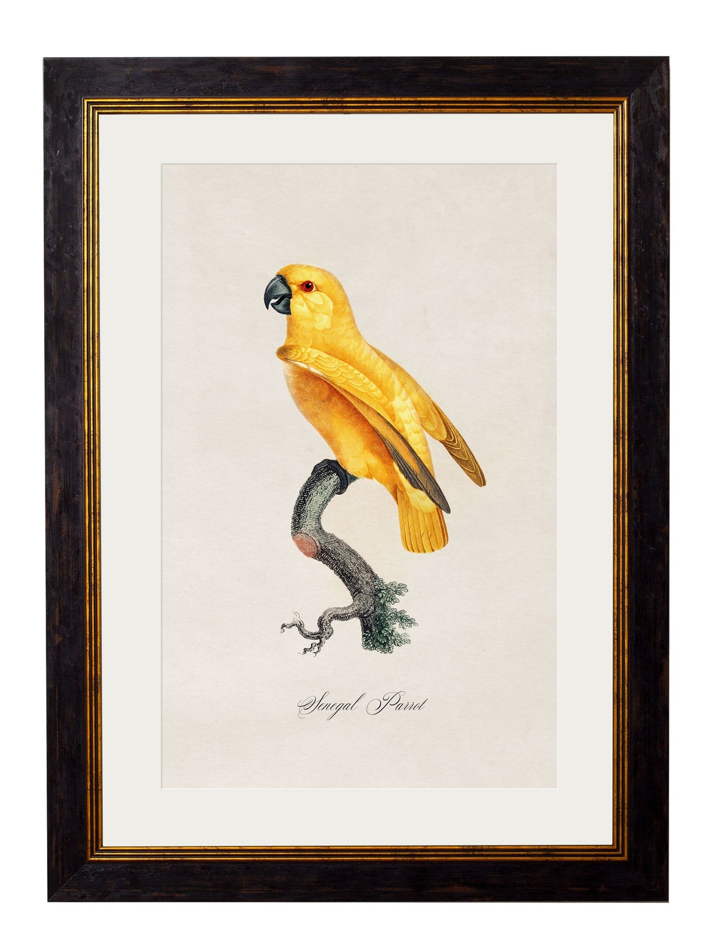 C.1800's Collection of Parrots styled view – Leya Buster Interiors