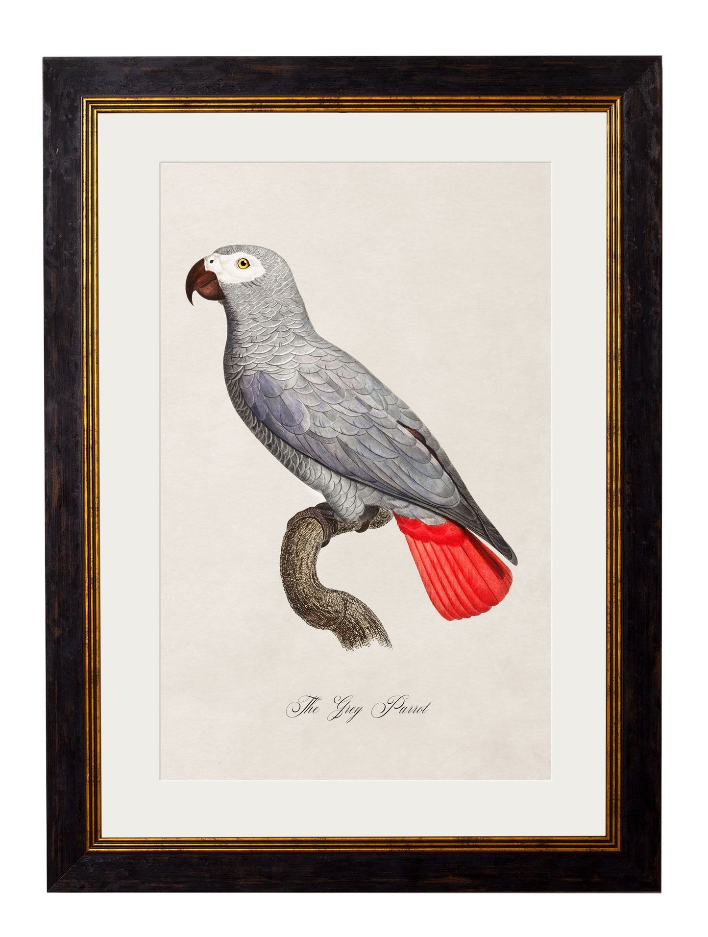 C.1800's Collection of Parrots styled view – Leya Buster Interiors