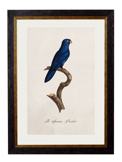 C.1800's Collection of Parrots styled view – Leya Buster Interiors