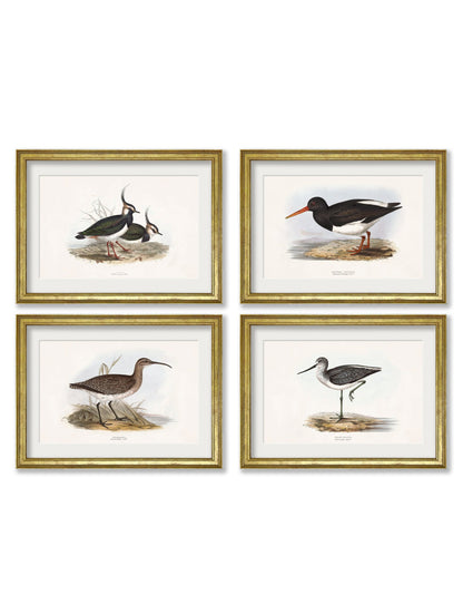 c.1837's British Coastal Birds detail – Leya Buster Interiors