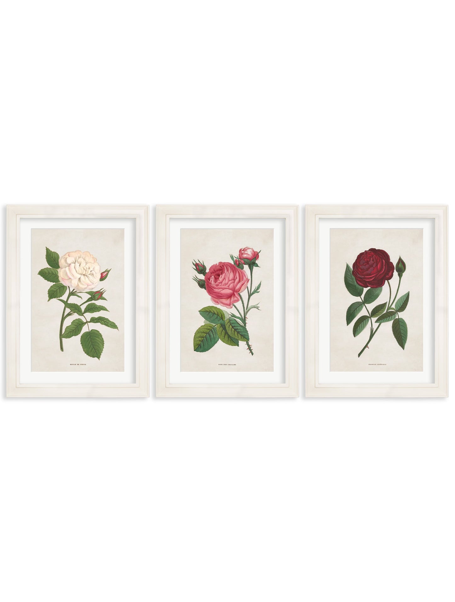 Rose Floral Illustrations detail – Leya Buster Interiors