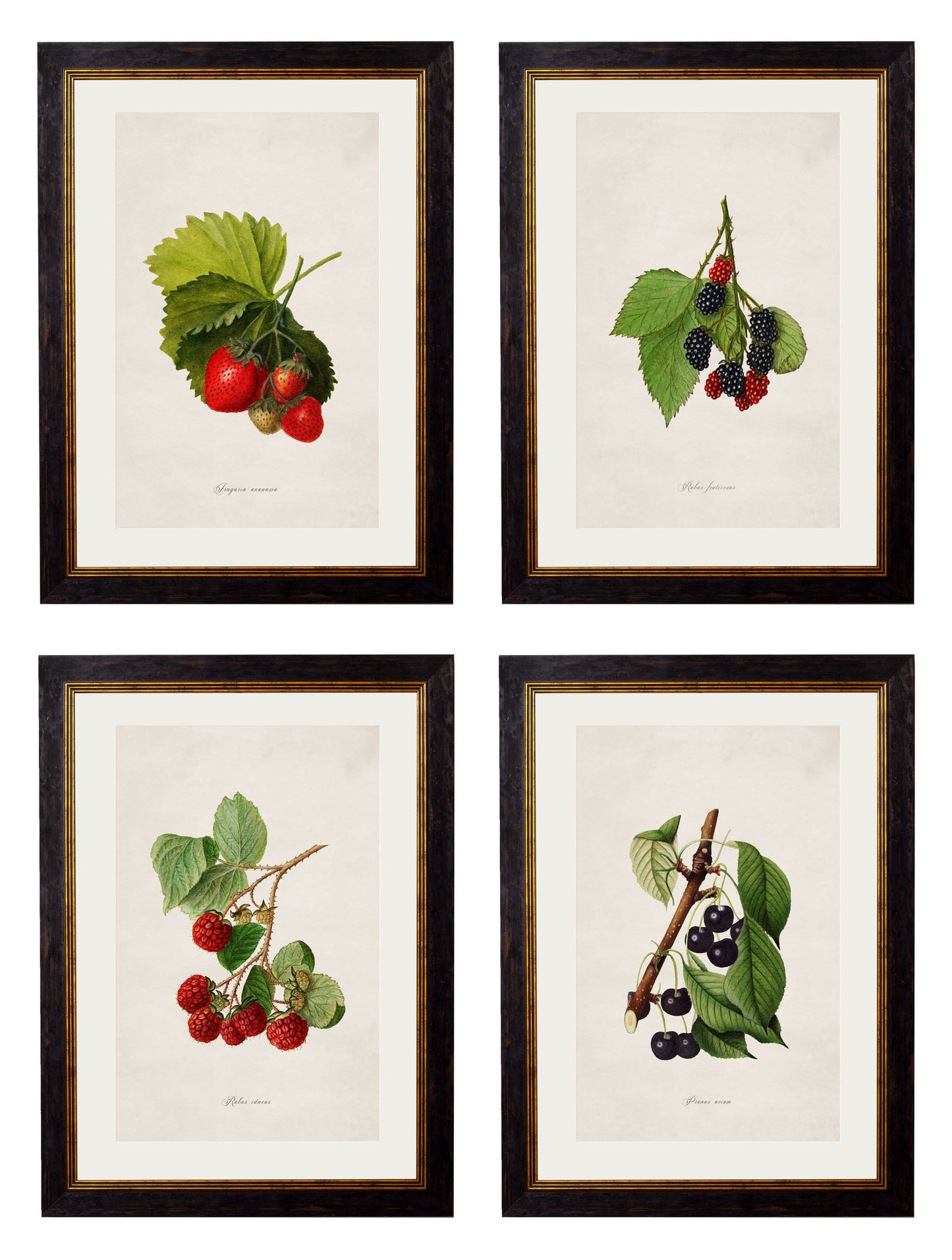 c.1886 Study of Berries & Cherries detail – Leya Buster Interiors