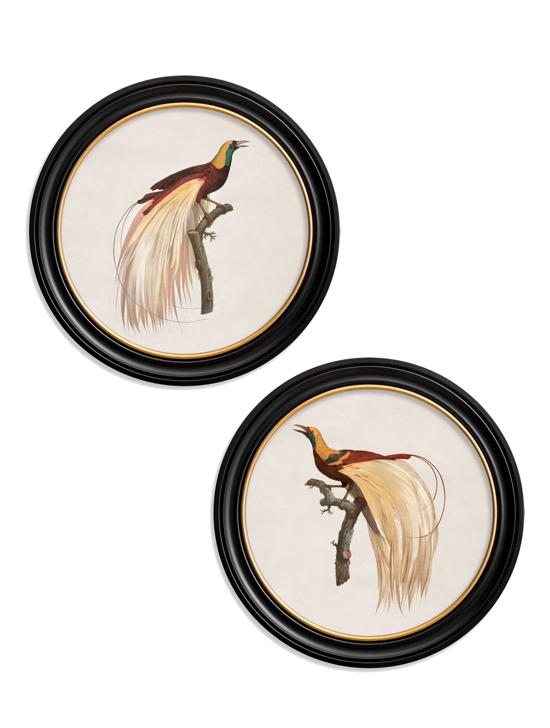 c.1809 Birds of Paradise – Round Frames detail – Leya Buster Interiors
