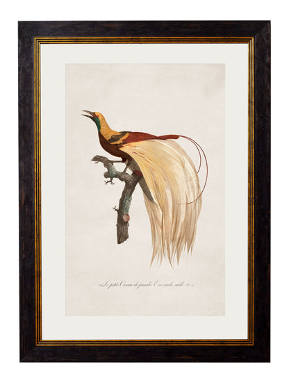 c.1809 Birds of Paradise styled view – Leya Buster Interiors