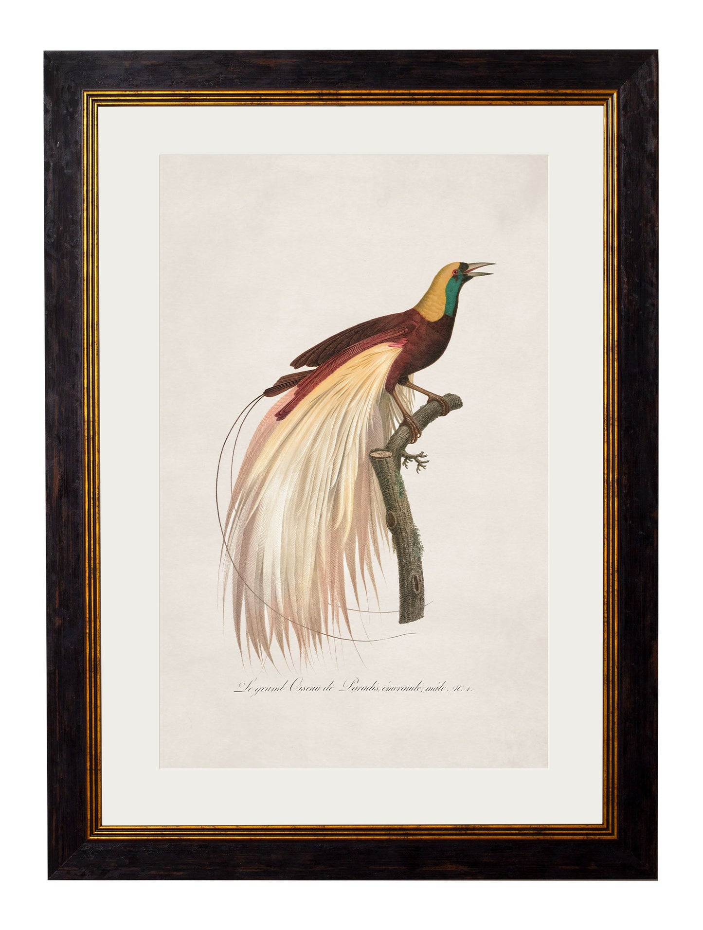 c.1809 Birds of Paradise styled view – Leya Buster Interiors