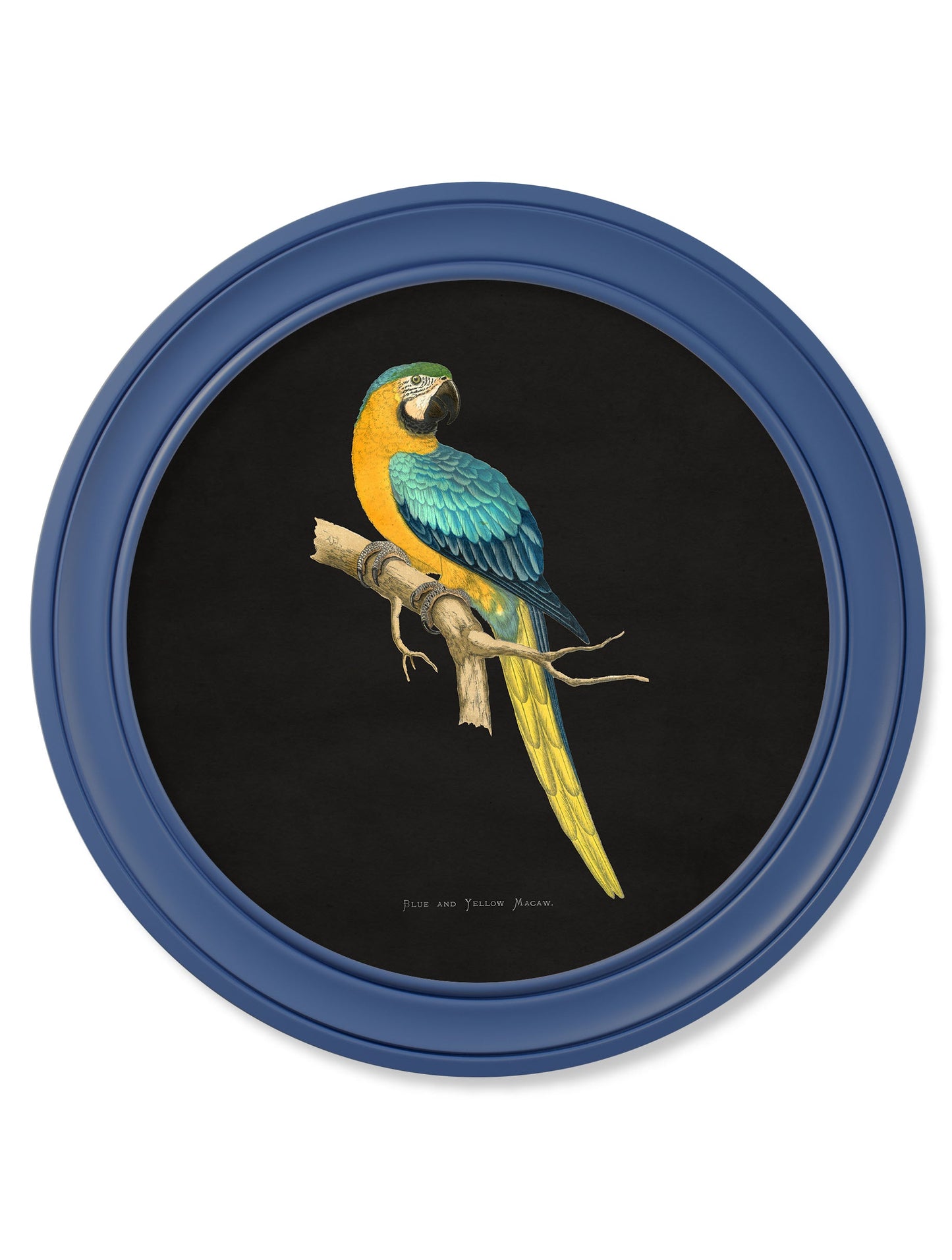 C.1884 Collection of Macaws in Round Frames Blue styled view – Leya Buster Interiors