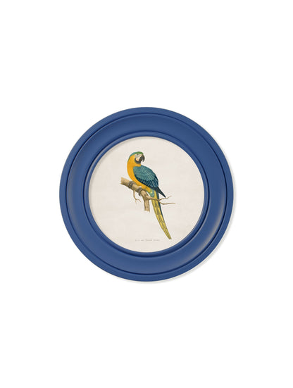 C.1884 Collection of Macaws in Round Frames Blue – framed wall art at Leya Buster Interiors