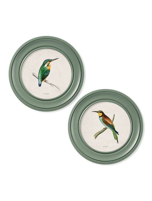 c.1870 Kingfisher and Bee Eater – Round Frame Green – framed wall art at Leya Buster Interiors