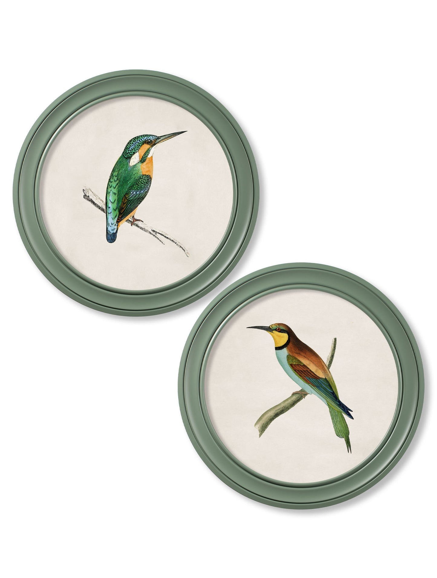 c.1870 Kingfisher and Bee Eater – Round Frame Green detail – Leya Buster Interiors