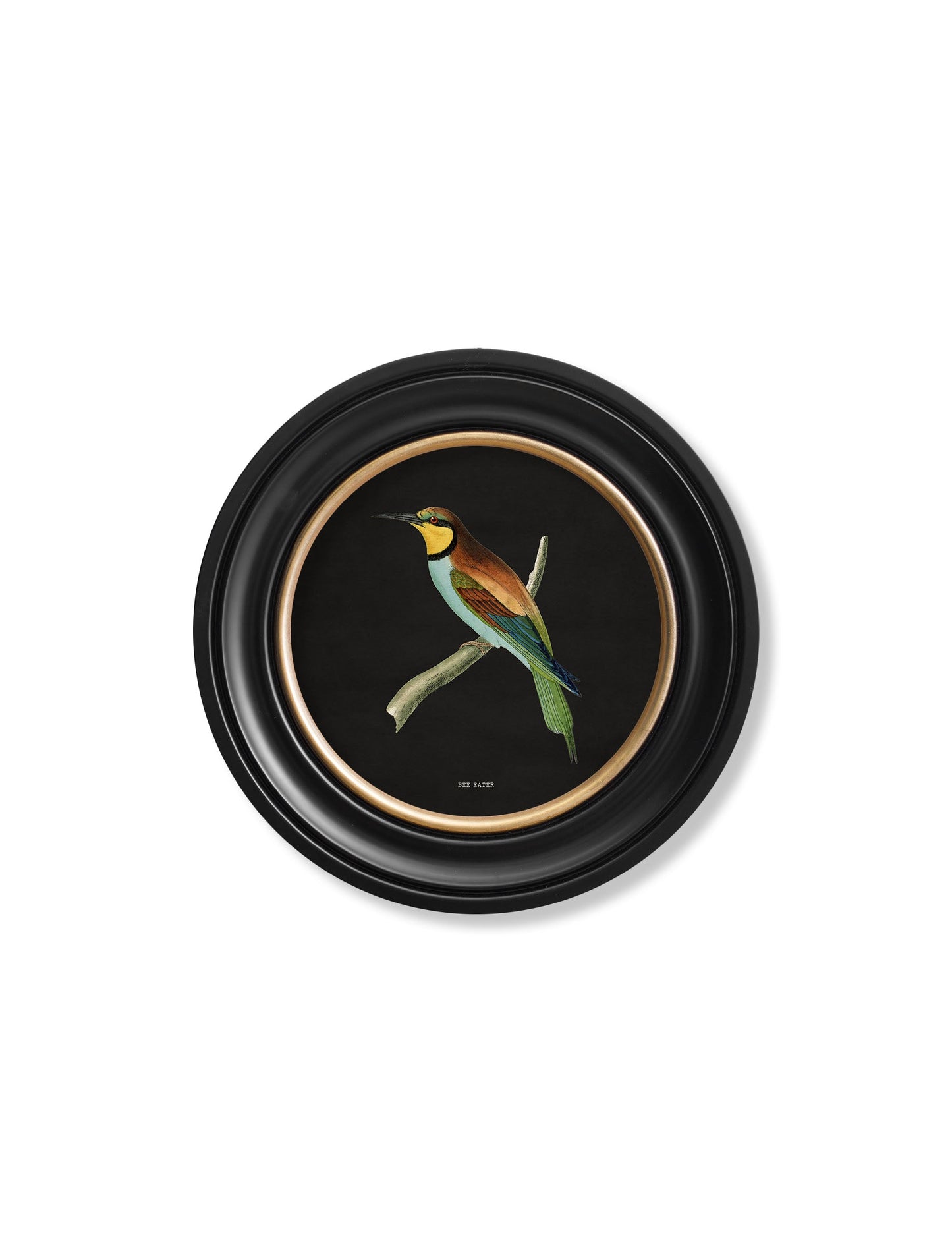 c.1870 Kingfisher and Bee Eater – Black styled view – Leya Buster Interiors