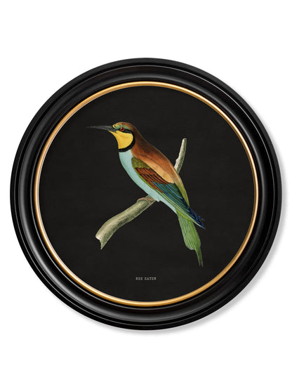 c.1870 Kingfisher and Bee Eater – Black styled view – Leya Buster Interiors