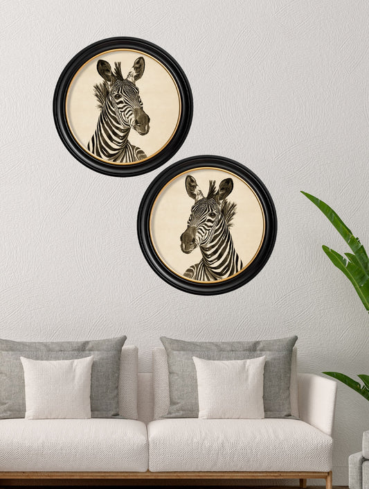 c1890 Zebra Illustrations in Round Frame – Dark – framed wall art at Leya Buster Interiors