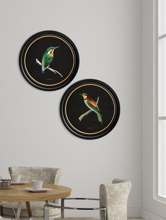 c.1870 Kingfisher and Bee Eater – Black – framed wall art at Leya Buster Interiors