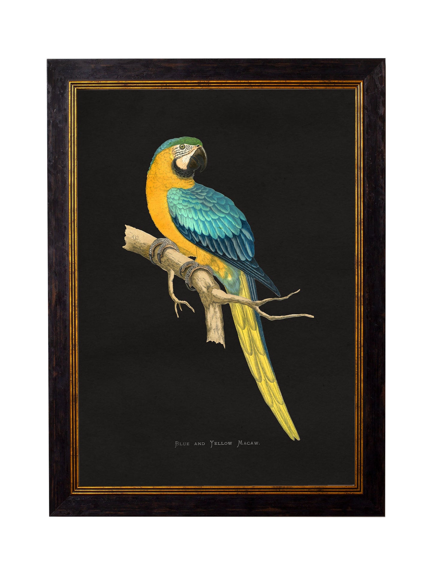 c.1884 Macaws – Dark Background styled view – Leya Buster Interiors