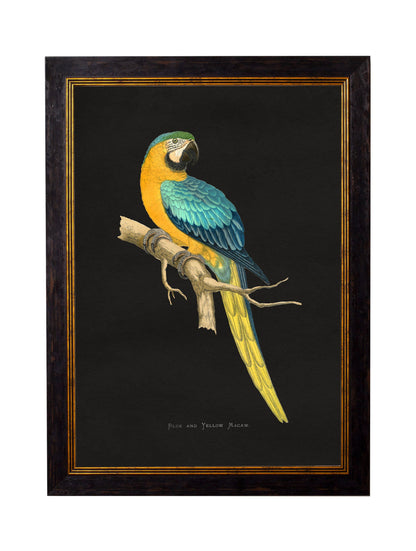 c.1884 Macaws – Dark Background styled view – Leya Buster Interiors