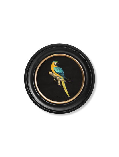 C.1884 Collection of Macaws in Round Frames – Black styled view – Leya Buster Interiors