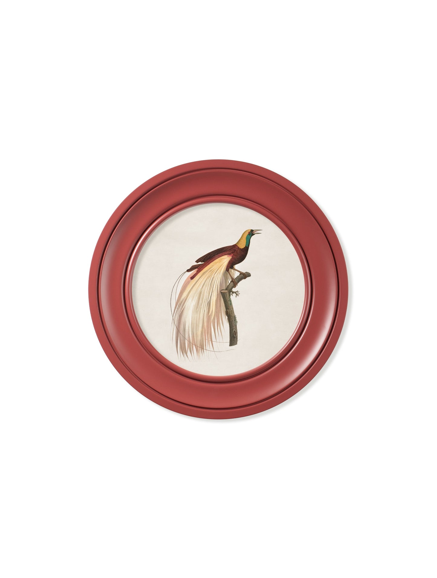c.1809 Birds of Paradise – Round Frames Red styled view – Leya Buster Interiors