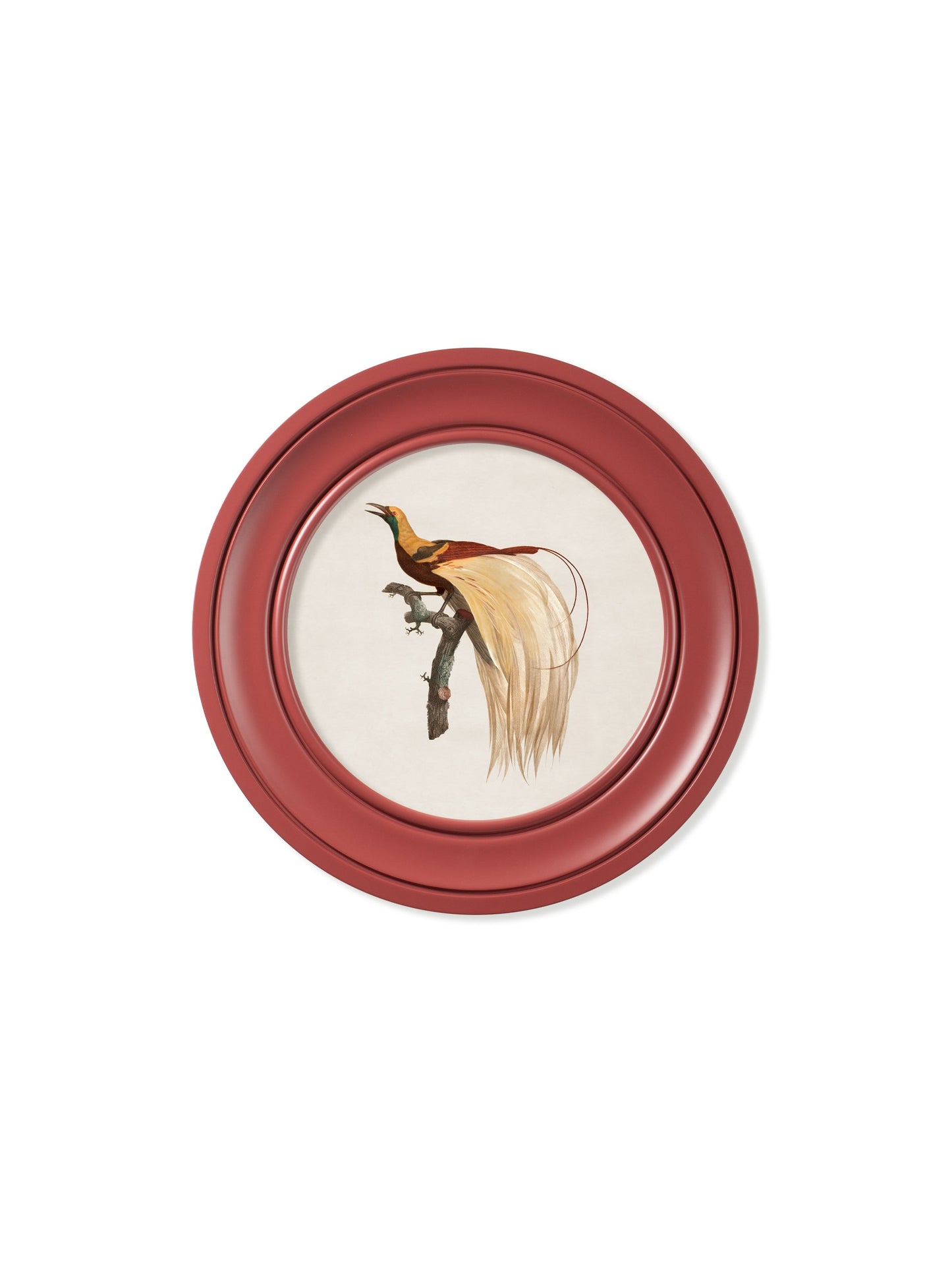c.1809 Birds of Paradise – Round Frames Red styled view – Leya Buster Interiors