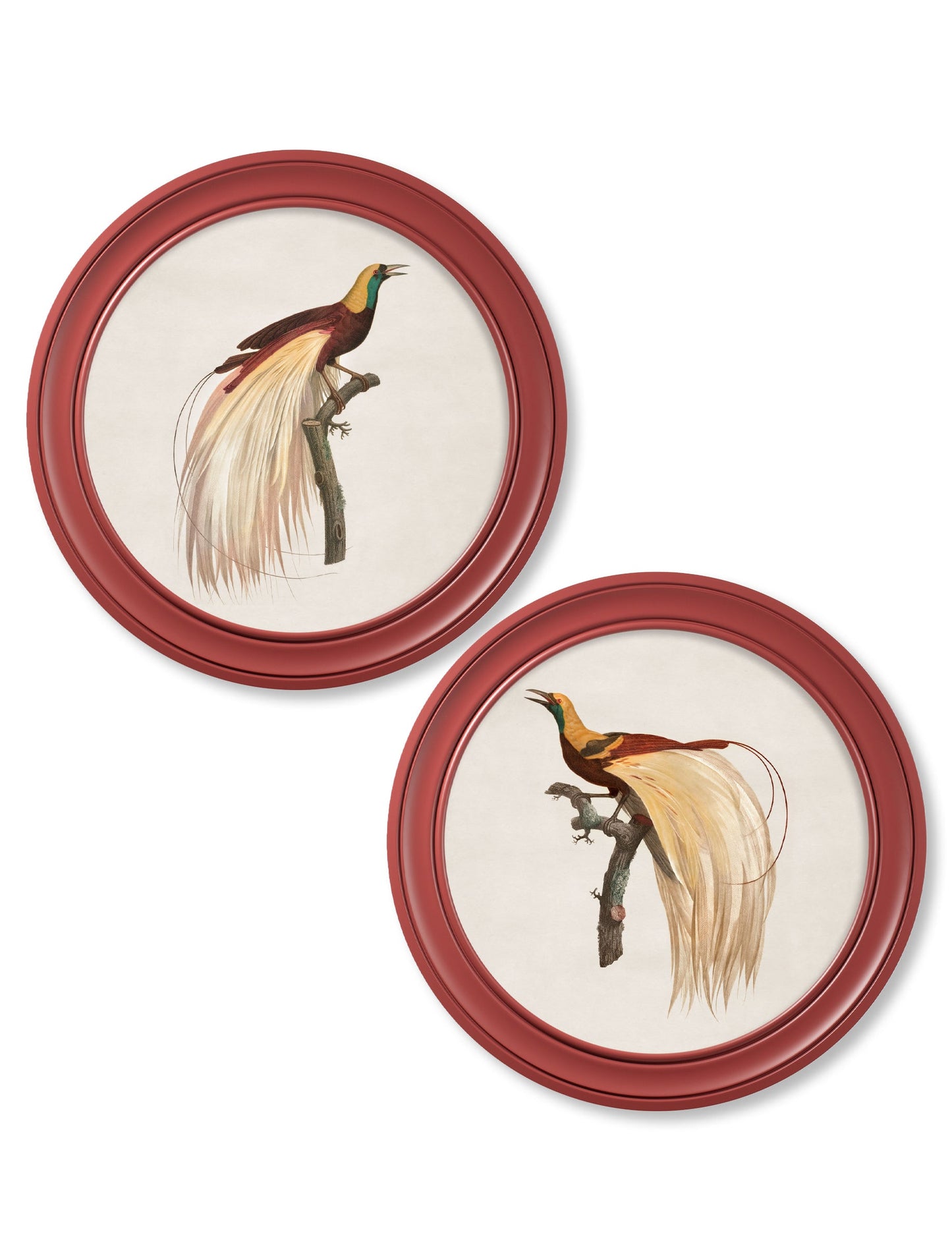 c.1809 Birds of Paradise – Round Frames Red detail – Leya Buster Interiors