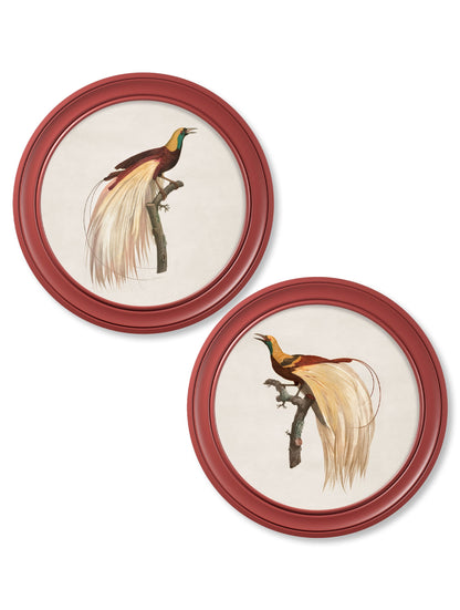 c.1809 Birds of Paradise – Round Frames Red detail – Leya Buster Interiors