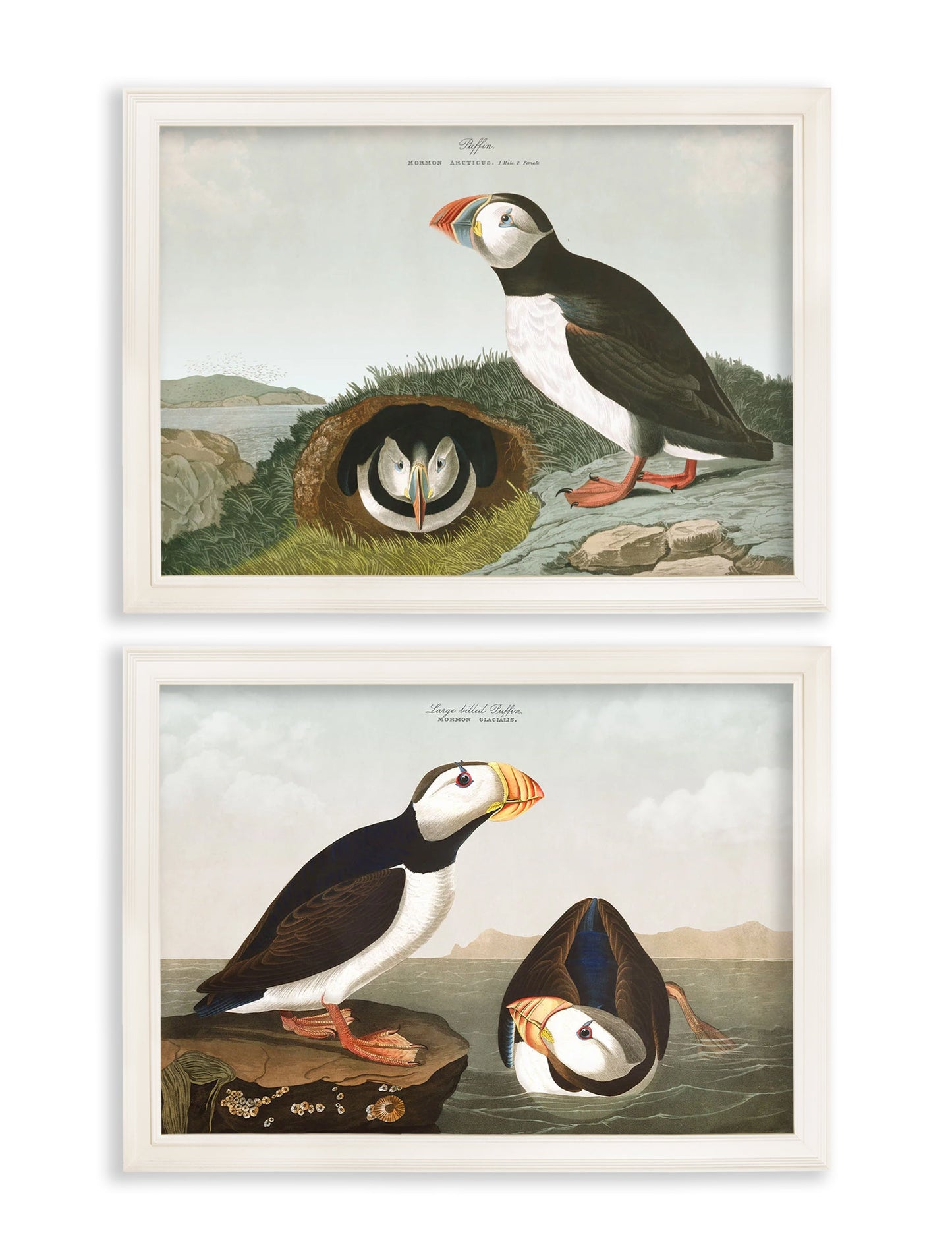 c.1838 Audubon's Puffins styled view – Leya Buster Interiors