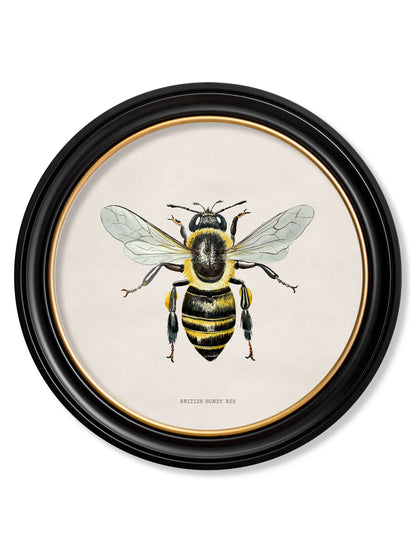 c1892 British Bees Round Frame styled view – Leya Buster Interiors