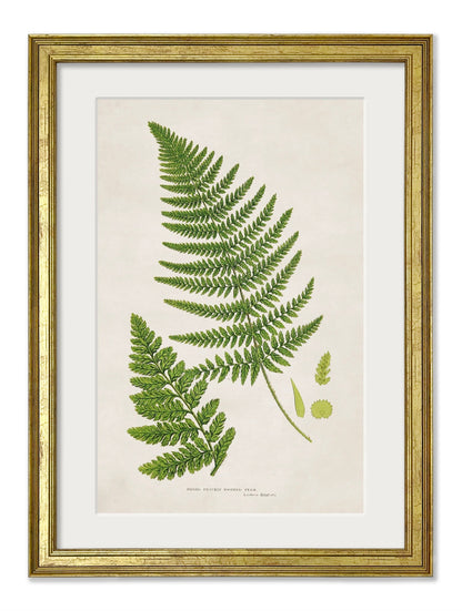 Collection of 6 Ferns styled view – Leya Buster Interiors