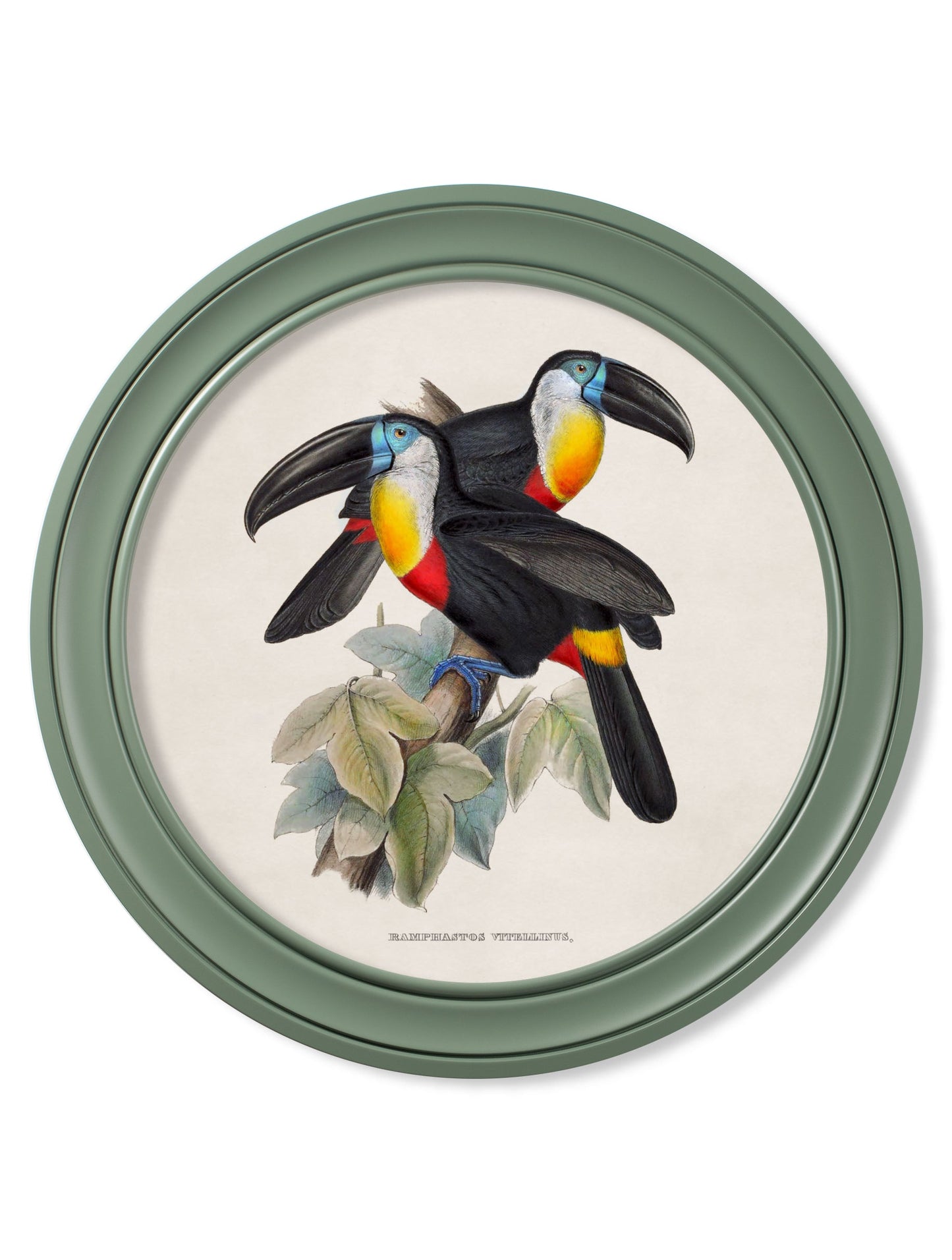 c.1848 Toucans – Round Frames Green styled view – Leya Buster Interiors
