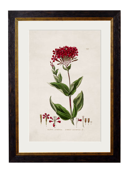 c.1837 British Flowering Plants styled view – Leya Buster Interiors