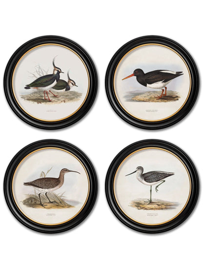 c.1837's British Coastal Birds – Round detail – Leya Buster Interiors
